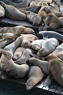 Sea Lions Prints: Many harbor seals rest on Pier 39 in San Francisco. They bask in the sun