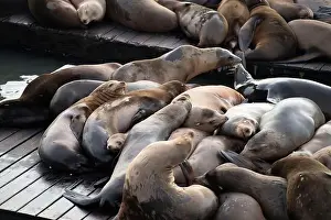 Sea Lions Prints: Harbor seals resting on Pier 39 in San Francisco. Many seals huddle together