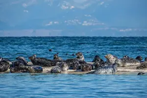 Pinniped Prints: Harbour seals (Phoca vitulina) hauled out on the Seal Islets near Sandy Island Marine Park in the Salish Sea