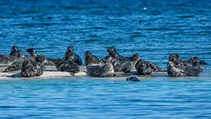 Pinniped Prints: Harbour seals (Phoca vitulina) hauled out on the Seal Islets near Sandy Island Marine Park in the Salish Sea