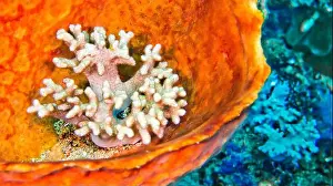 Polyp Prints: Hard coral into Barrel Sponge, Reef Building Corals