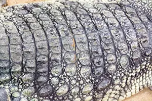 Crocodylus Prints: detail of the hard skin of a giant Nile crocodile (Crocodylus niloticus)