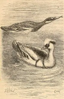 Booksubjectnaturalhistory Prints: Hardwicke's science-gossip : an illustrated medium of interchange and gossip for students and lovers of nature
