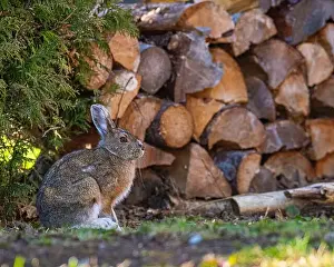 Mammifere Prints: Hare, lièvre, Lepus Québec, Canada, north america
