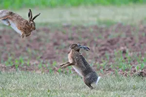 Hare Prints: Hare Rabbit Lepus europaeus Pallas brown hare bunny hares rabbits May rodent nature wild animal game animal animals