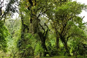Eyal Bartov Prints: Harenna Forest woodland cloud forest in Bale Mountains National Park