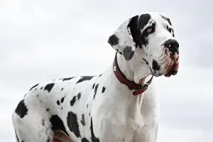 Loyal Prints: Harlequin Great Dane with Heterochromia Walking by the Sea