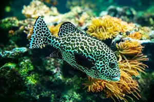 Sweetlips Prints: Harlequin sweetlips (Plectorhinchus chaetodonoides) is a marine fish native to tropical Indo-Pacific Ocean