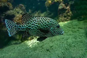 Sweetlips Prints: Harlequin sweetlips (Plectorhinchus chaetodonoides) is a marine fish native to tropical Indo-Pacific Ocean