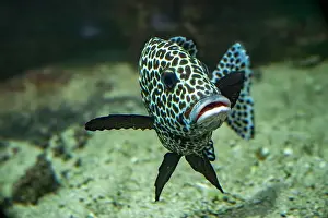 Sweetlips Prints: Harlequin sweetlips (Plectorhinchus chaetodonoides) is a marine fish native to tropical Indo-Pacific Ocean