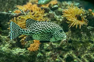Sweetlips Prints: Harlequin sweetlips (Plectorhinchus chaetodonoides) is a marine fish native to tropical Indo-Pacific Ocean