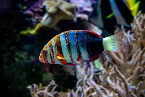 Bony Fish Prints: Harlequin tuskfish (Lienardella fasciata or Choedoron fasciatus) is a marine fish native to western Pacific Ocean
