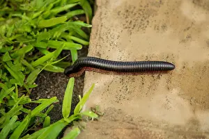 Tanzania Prints: A harmless African giant black millipede with its many legs crosses the road in Kenya