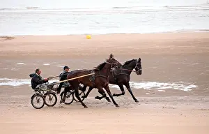 Sulky Prints: Harness racing, Sulky Racing, Horse Gig Racing, on the beach. Gypsy horses