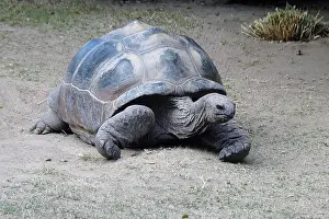 Reptiles Prints: 'Harriet'. The famous Galapagos Giant Turtle (Chelonoidis niger)
