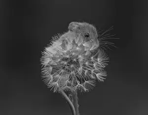 Mice Prints: Harvest Mouse on dandelion