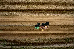 Extract Prints: Harvest of potatoes at a field