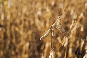 Modified Prints: Harvest ready soy bean cultivated agricultural field, organic farming soya plantation