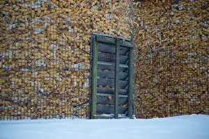 Snowfall Prints: Harvested corn piled high in winter silos with snow in the foreground