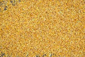 Burlap Prints: Harvested dry rice yellow stalks scattered on the surface in warehouses storage