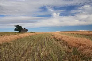 Litter Prints: Harvested farmland, Saskatchewan