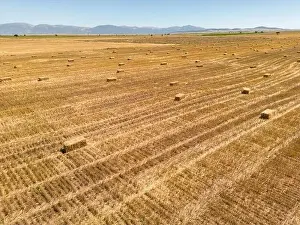 Arable Prints: Harvested field with straw bales