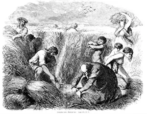 Historical Illustration Prints: Harvesting corn, reaping the harvest