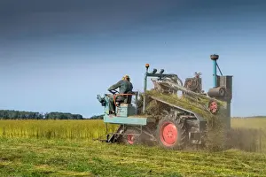 Harvesting flax by grubbing in summer, Peuplingues, Pas-de-Calais, France