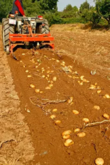 Kitchen Garden Prints: Harvesting potatoes. Prades (Tarragona). Catalonia. Spa
