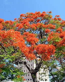 Llama Prints: Havana, Cuba: Royal Poinciana Tree (Flamboyán)