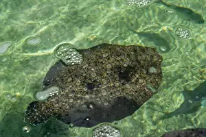 Flounder Prints: Hawaiian flatfish flounder at the Maui Aquarium, Hawaii
