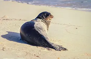 Native Species Prints: Hawaiian Monk Seal (Neomonachus schauinslandi) on Tern Island in the Hawaiian Islands National Wildlife Refuge