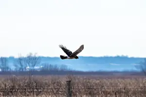 Indiana Prints: Hawk hunting for food over a prairie in winter