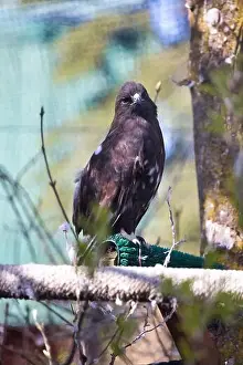 City Day Prints: Hawk on a perch in a cage on a spring day at the Anchorage Zoo in Alaska