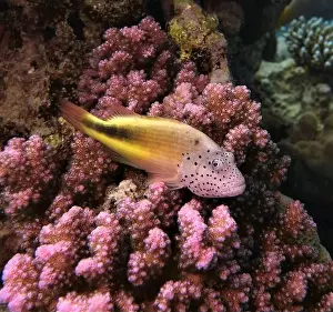 Hawkfish Prints: Hawkfishes, Cirrhitidae Deep Sea Exploration 2025