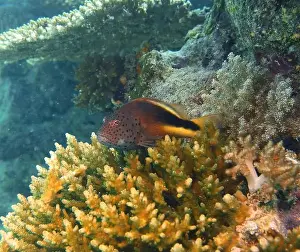 Hawkfish Prints: Hawkfishes, Cirrhitidae Deep Sea Exploration 2025