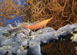 Hawkfish Prints: Hawkfishes, Cirrhitidae Deep Sea Exploration 2025