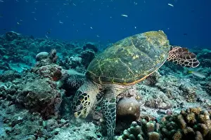 Tropical Fish Prints: a hawksbill sea turtle actively feeding on the vibrant corals of a bustling reef