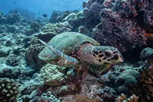 Sea Creature Prints: A hawksbill sea turtle (Eretmochelys imbricata) explores a vibrant coral reef