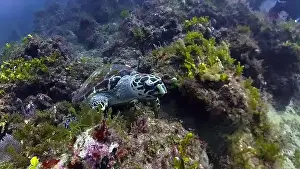Flipper Prints: A Hawksbill Sea Turtle (Eretmochelys imbricata) in Jupiter, Florida, USA