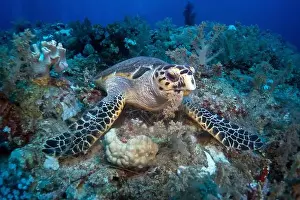 Underwater Photograph Prints: Hawksbill sea turtle feeding on soft coral in Red Sea near Marsa Alam, Egypt