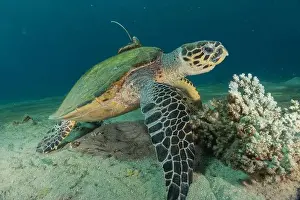 Hawksbill sea turtle in the Red Sea, Eilat Israel