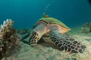 Eilat Red Prints: Hawksbill sea turtle in the Red Sea, Eilat Israel