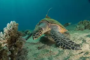 Eilat Red Prints: Hawksbill sea turtle in the Red Sea, Eilat Israel