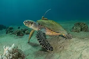 Green Turtle Prints: Hawksbill sea turtle in the Red Sea, Eilat Israel