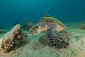 Green Turtle Prints: Hawksbill sea turtle in the Red Sea, Eilat Israel