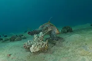 Green Turtle Prints: Hawksbill sea turtle in the Red Sea, Eilat Israel