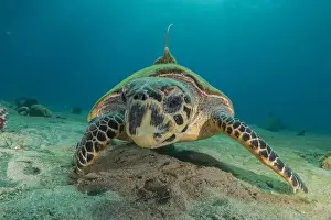Green Turtle Prints: Hawksbill sea turtle in the Red Sea, Eilat Israel