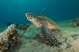 Green Turtle Prints: Hawksbill sea turtle in the Red Sea, Eilat Israel