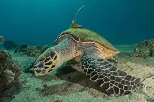 Green Turtle Prints: Hawksbill sea turtle in the Red Sea, Eilat Israel